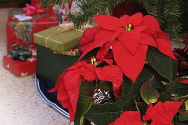 The last thing your new poinsettia needs is too much attention. Water sparingly and transfer to a large pot if you want it to thrive outdoors.