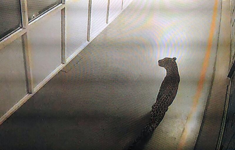 This photo of a screen displaying CCTV footage shows a leopard walking inside an Indian car factory in Manesar on October 5, 2017.
Wildlife officials and police were on the hunt on October 5 for a leopard on the loose inside a factory run by India's largest car manufacturer, officials said. Nearly 100 police and forest officials carrying tranquilliser guns were pursuing the big cat inside the factory at Manesar, which went into lockdown after it was spotted lurking around by security guards early October 5.
 / AFP PHOTO / STR