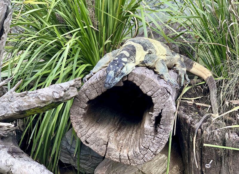 A monitor lizard basks on a log at the Lone Pine Koala Sanctuary. Louise Burke
