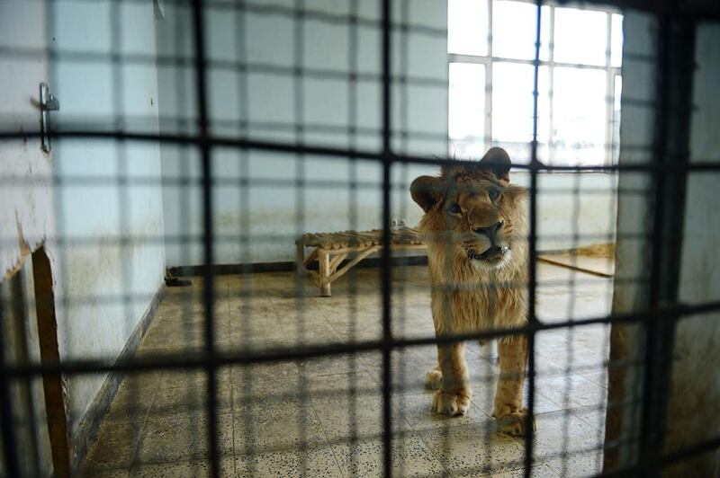Male lion Marjan looks out from his cage in Afghanistan’s Kabul Zoo in Kabul. Shah Marai / AFP