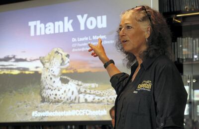 DUBAI, UNITED ARAB EMIRATES , Feb 12  – 2020 :- Dr. Laurie L. Marker, CCF Founder & Executive Director, Cheetah Conservation Fund speaking on the Cheetah Arabian Peninsula project at the Central Veterinary Research Laboratory centre in Nad Al Sheba in Dubai.  (Pawan  Singh / The National) For News. Story by Nick