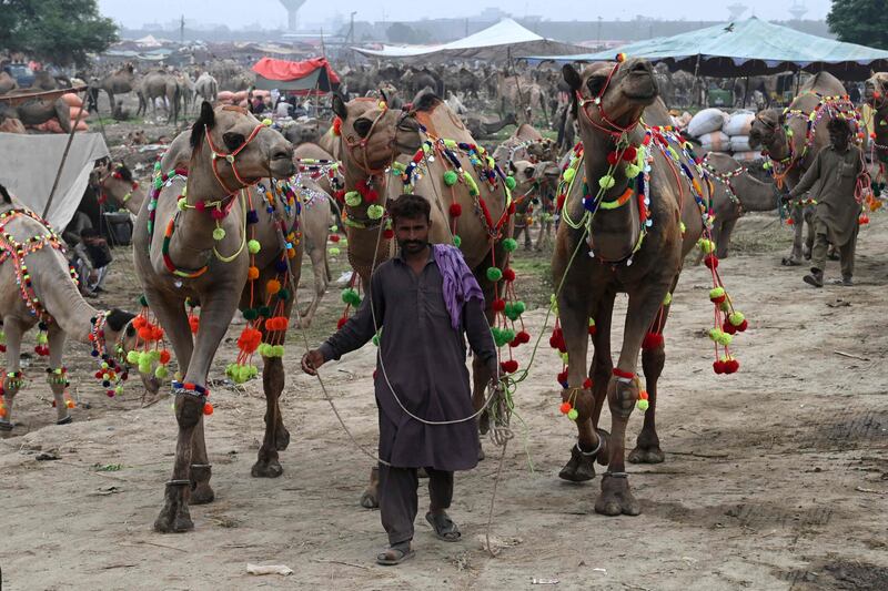 Camels for sale in Lahore before the Eid Al Adha festival. AFP