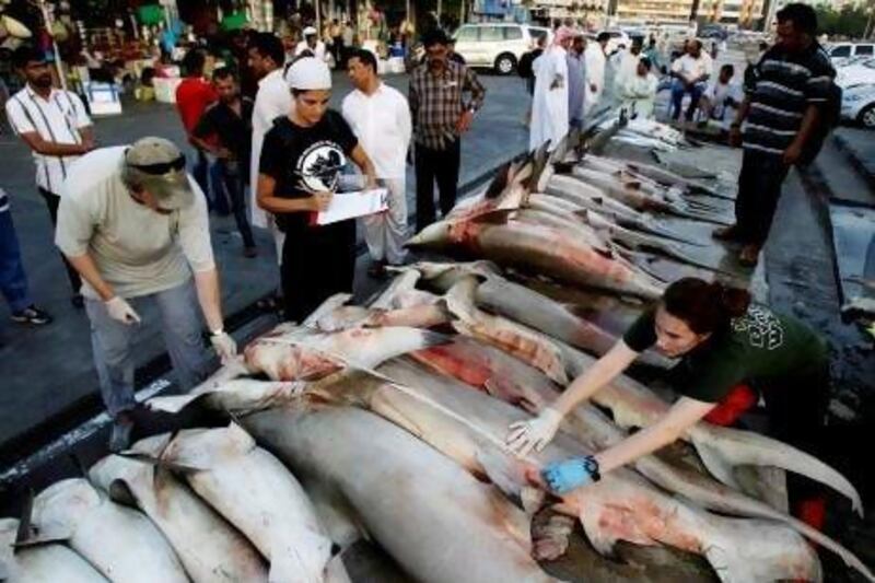 UAE fishermen continue to flout the annual four-month ban on shark hunting.