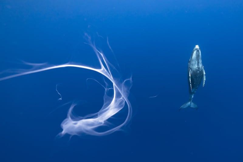 Missed Sip of Milk by Karim Iliya, of a humpback whale calf missing some of its mother's milk off the coast of Rurutu, French Polynesia, was shortlisted. Karim Iliya / PA