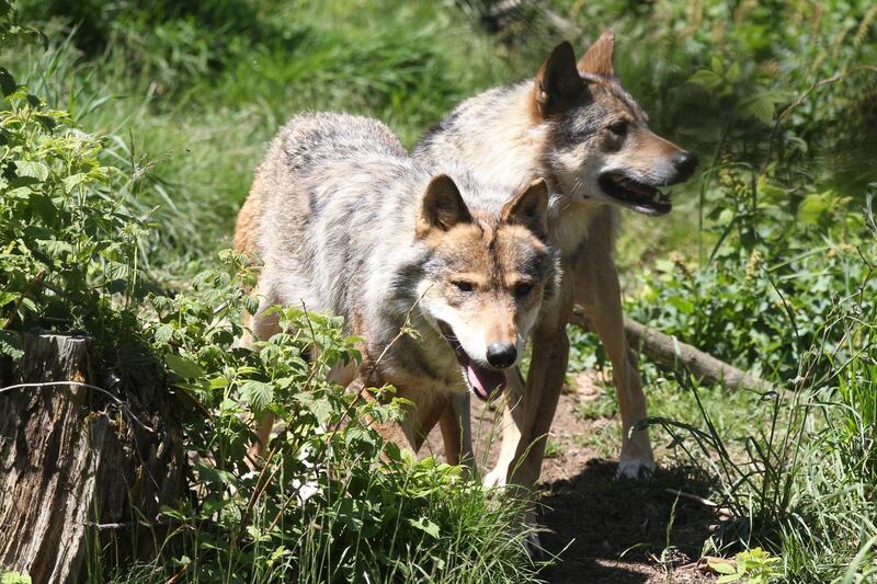 European grey wolves in the semi-wildlife animal park of Les Angles, southwestern France. AFP