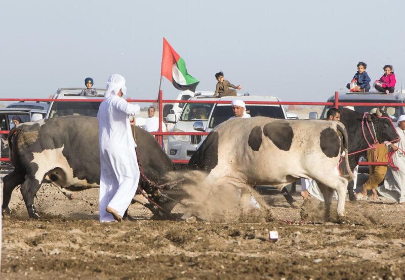 FUJAIRAH, UNITED ARAB EMIRATES- Bull fighting in Fujairah corniche.  Leslie Pableo for The National
