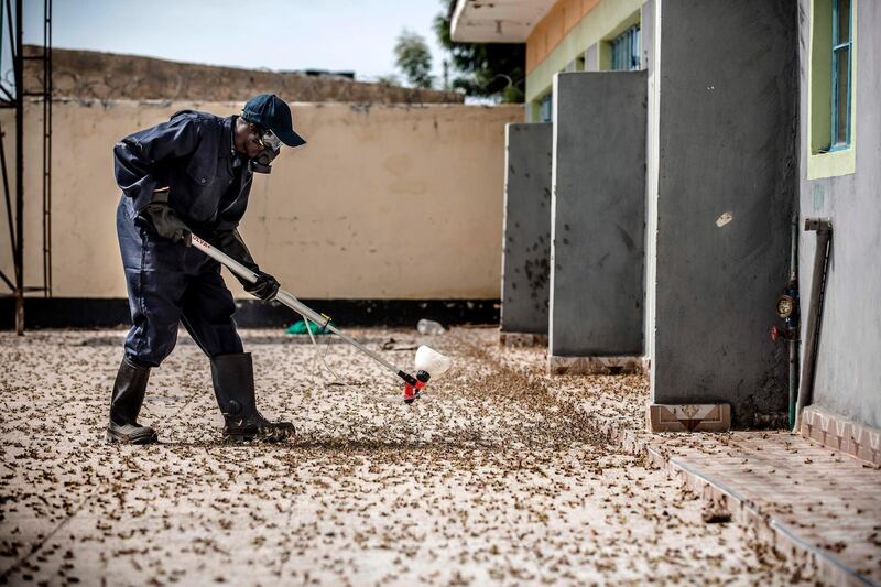 A man pesticides in a farm in Nakukulas, Turkana County, Kenya.