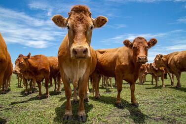 Researchers say an extra helping of red meat can increase risk of early death. Getty Images