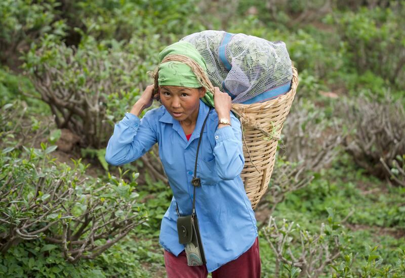 A worker carrying a basket of tea at Happy Valley Tea Estate