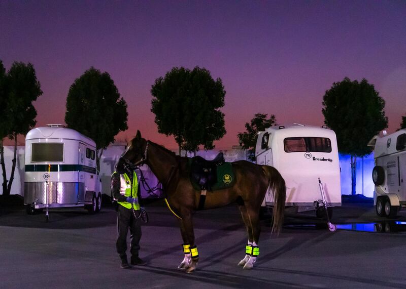 DUBAI, UNITED ARAB EMIRATES. 16 APRIL 2020. 
Dubai Mounted Police officers, in Al Aweer, prepare to load the horses into the trailer, as they prepare to patrol residential and commercial areas to insure residents are staying safe indoors during COVID-19 lockdown. They patrol the streets from 6PM to 6AM.

The officers of the Dubai Mounted Police unit have been playing a multifaceted role in the emirate for over four decades. 

The department was established in 1976 with seven horses, five riders and four horse groomers. Today it has more than 130 Arabian and Anglo-Arabian horses, 75 riders and 45 groomers.

All of the horses are former racehorses who went through a rigorous three-month-training programme before joining the police force. Currently, the department has two stables – one in Al Aweer, that houses at least 100 horses, and the other in Al Qusais, that houses 30 horses.

(Photo: Reem Mohammed/The National)

Reporter:
Section: