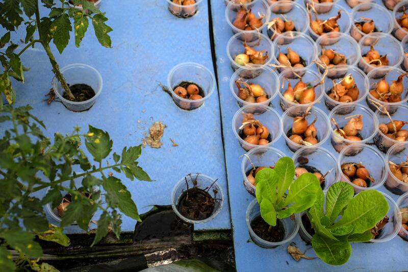 Lettuce, Parsley and green onions at a hydroponic rooftop garden in the Palestinian Aida refugee camp near Bethlehem. Heidi Levine for The National