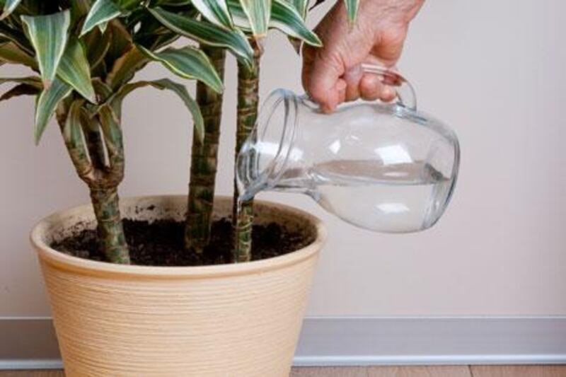 When it comes to your houseplants, too much water can be as damaging as too little.
