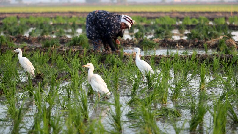 A farmer is joined by egrets while planting rice seedlings in Tanta.