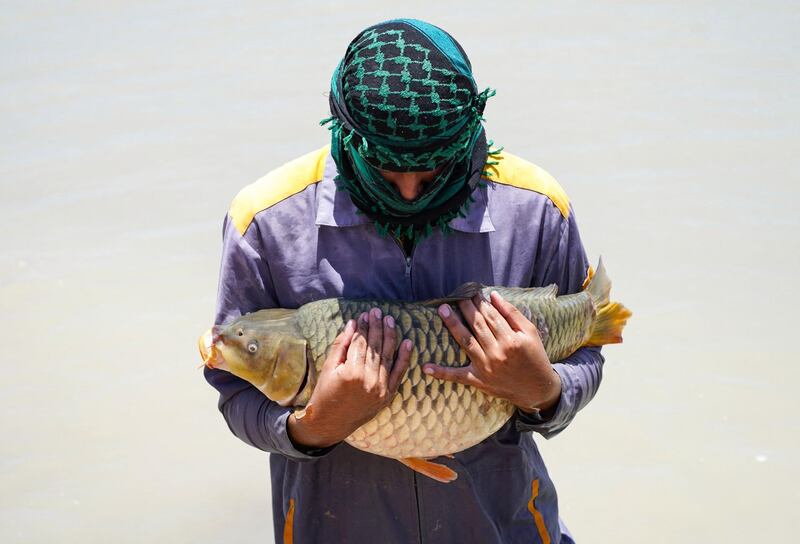 A member of staff carries a carp at a fish breeding site in Iraq's central city of Najaf. AFP
