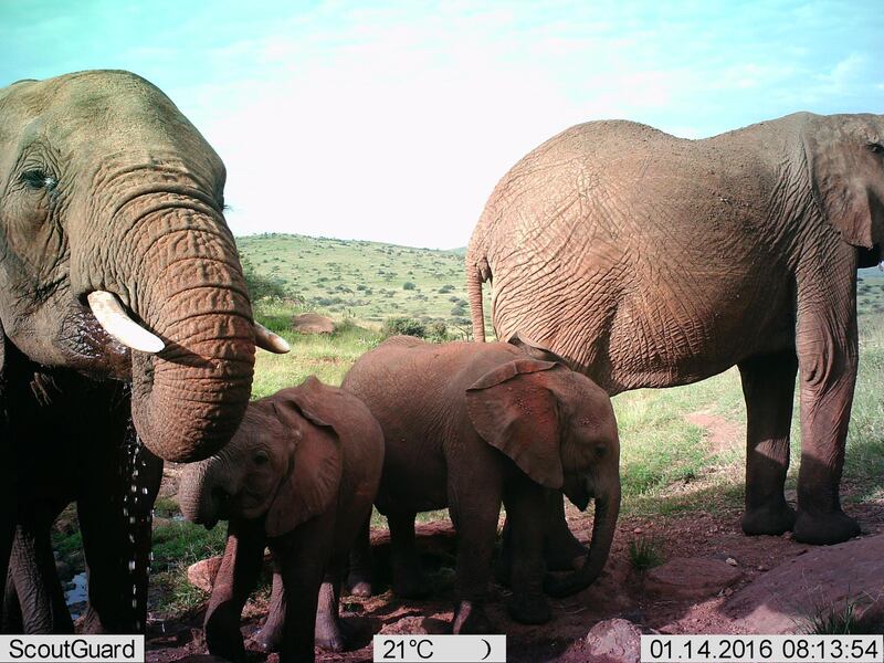 Two baby elephants form part of this herd. Lewa Wildlife Conservancy / ZSL