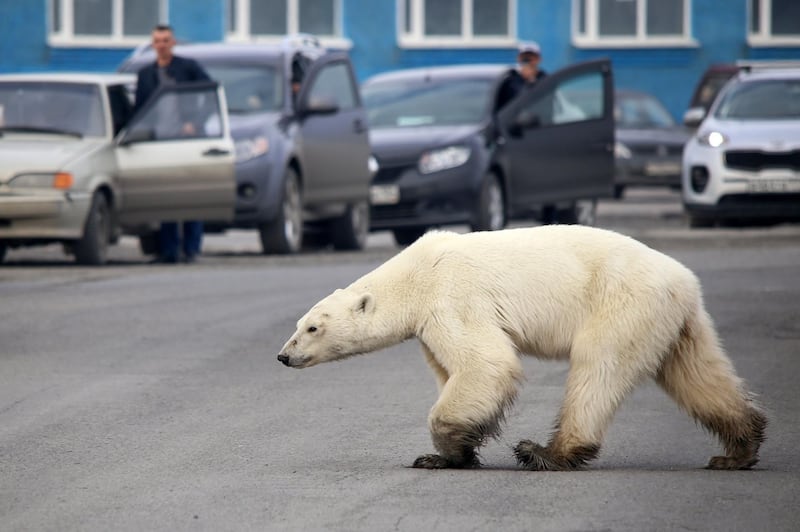 A stray polar bear walks on a road on the outskirts of the Russian industrial city of Norilsk.  AFP