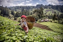 Trials begin to reduce environmental footprint of tea production