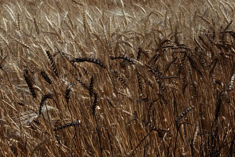 A burned wheat field in al-Hamdaniya. Reuters