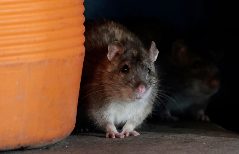 While some scientists are trying to bring the woolly mammoth back, others have studied how using gene editing can resurrect extinct animals such as the Christmas Island rat. Getty Images / AFP