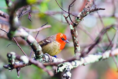 The Mauritius Fody, a critically endangered songbird found only in the Mauritian region. Ben Birchall / PA