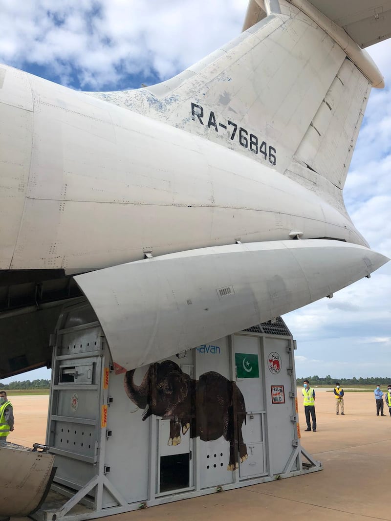 Kavaan is offloaded from the plane in Siem Reap airport arrival in Cambodia. Courtesy Four Paws