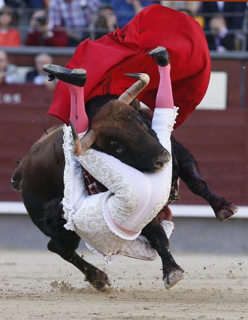 Spanish bullfighter Miguel Abellan is tossed by a bull during a bullfight on the 20th day of the San Isidro bullfighting festival at Las Ventas bullring in Madrid, Spain. Juanjo Martin / EPA
