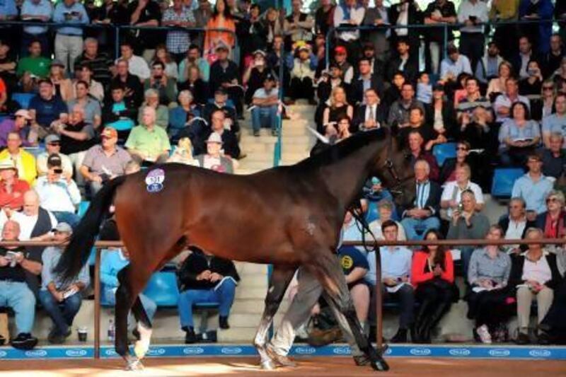 Black Caviar's half-brother from her mother, Helsinge, an unnamed horse known as Lot 131, is paraded in the auction ring before being sold to BBC3 Thoroughbreds for AUS$5 million (Dh19.1m) at the Inglis Easter Yearling Sale in Sydney.