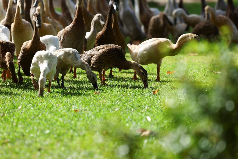 Instead of harmful pesticides, the vinyard runs on nutrient-rich manure from the ducks and other animals
