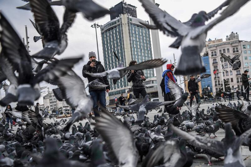 Pigeons fly as people feed them at Taksim square in Istanbul. AFP