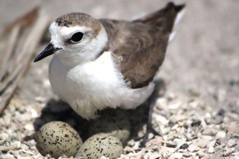 A Kentish plover with a clutch of eggs in its nest at the Ras Al Khor Wildlife Sanctuary. Courtesy of Marine Environment and Wildlife Section of the Dubai Municipality