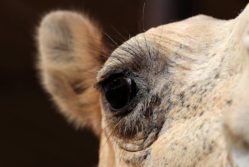 RAK ,  UNITED ARAB EMIRATES , JUNE 20 – 2019 :-  One of the camel at the camel farm in Ras Al Khaimah. Camel poop is turned into the biofuel for the cement factory in Ras Al Khaimah to generate energy for the production of cement. ( Pawan Singh / The National ) For Big Picture/Online/Instagram/News. Story by Anna