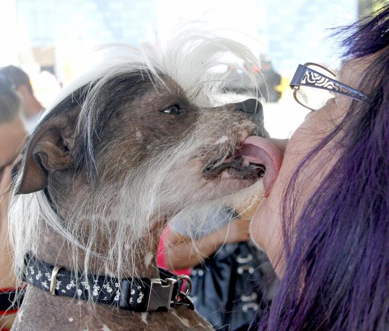 Zoomer, a Chinese Crested, kisses Linda Elmquist before the start of the show. George Nikitin / AP Photo