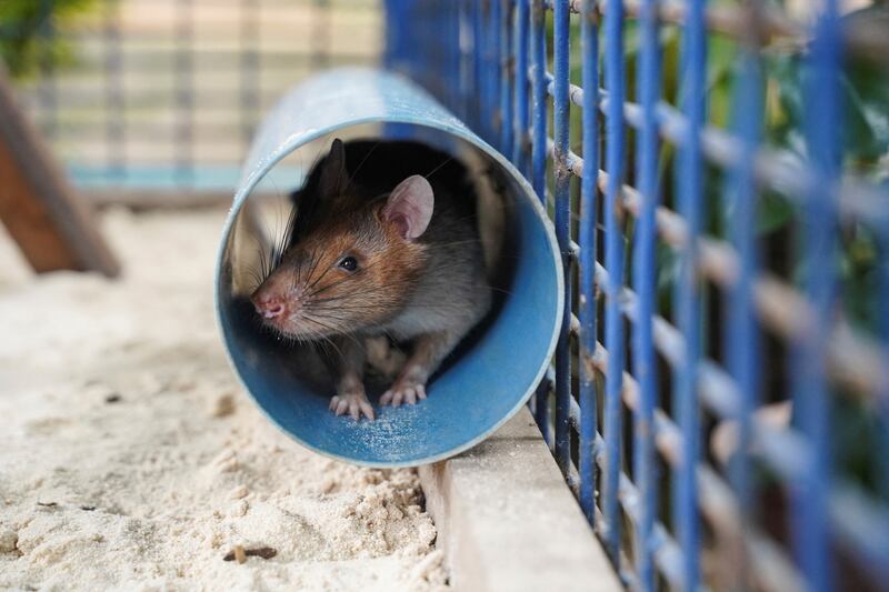 Magawa sits in a tube in its cage at the Apopo Visitor Centre in Siem Reap. Reuters