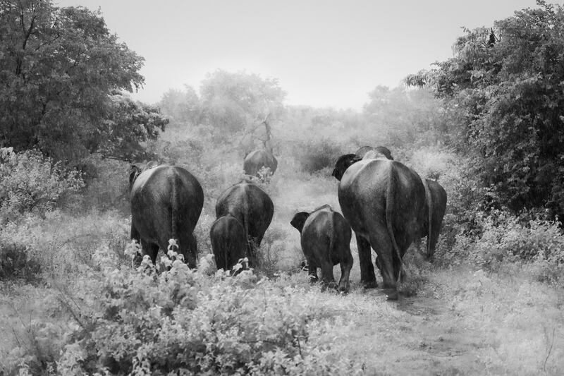 Bronze medal, Black and White: a family of Asiatic elephants, Udawalawe National Park, Sri Lanka, by Michael Stavrakakis, Australia.