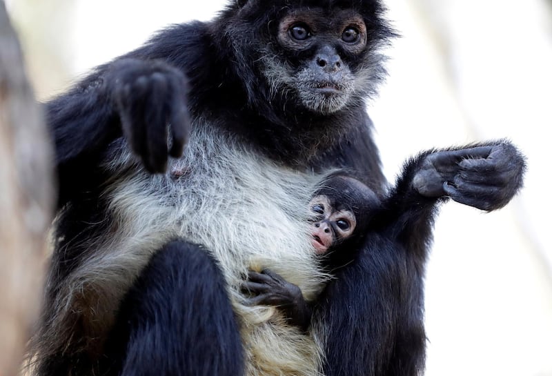 A rare baby spider monkey is held by its mother at the Decin Zoo in Czech Republic. Reuters