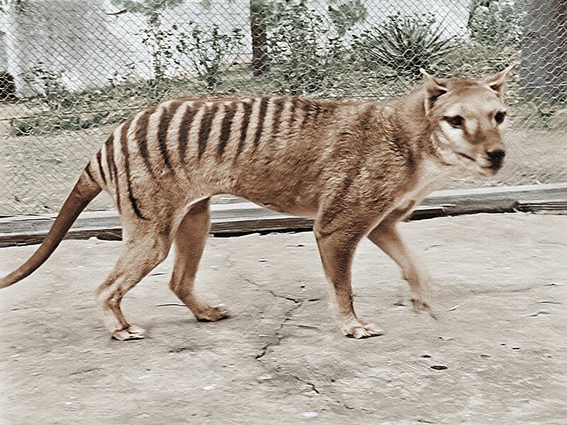 A colourised picture of the last-known Tasmanian tiger, from footage taken in 1933. US company Colossal Biosciences is trying to resurrect the marsupial predator. AFP