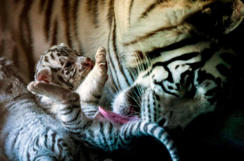 A white tiger with one of her three cubs - born in captivity three weeks ago - at the zoo La Pastora, in Monterrey, Nuevo Leon. AFP