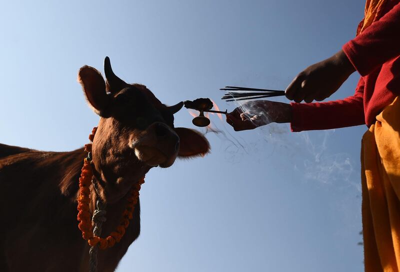 Nepali Hindus worship a cow in Kathmandu. AFP