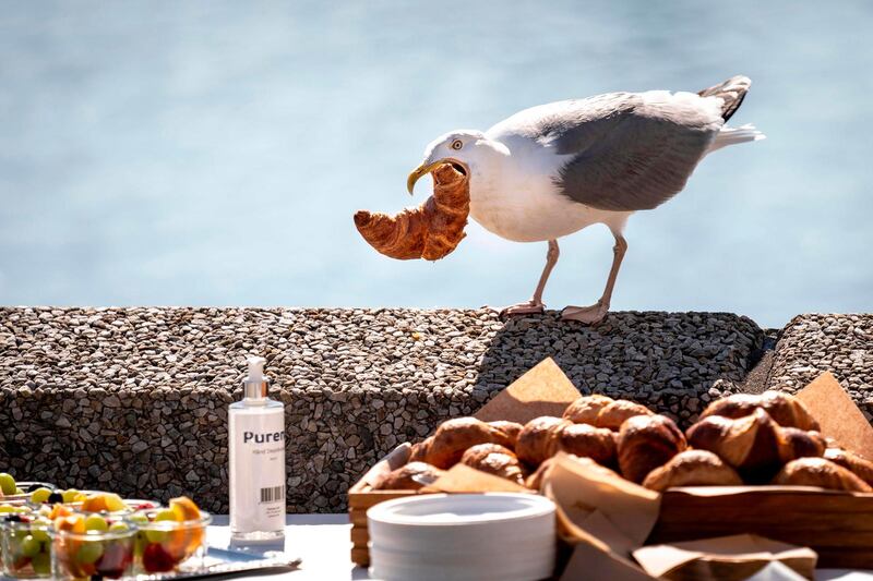 A seagull snatches a croissant from the buffet during a press conference at the headquarters of AP Moeller-Maersk in Copenhagen, Denmark, on June 25, 2020. AFP