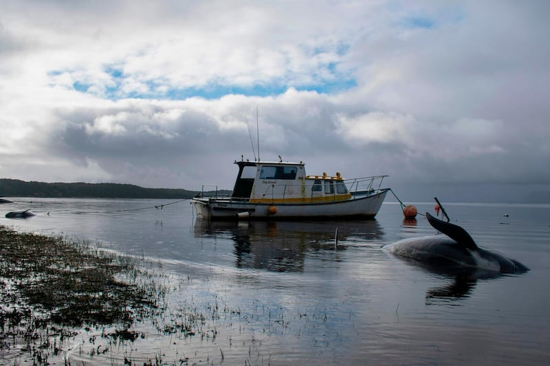 Pilot whales, some of at least 380 stranded that have died, are seen washed up in Macquarie Harbour on Tasmania's west coast. AFP