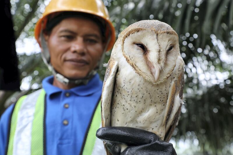 A Sime Darby Plantation worker holds a barn owl, used as a biological pest control agent, at a plantation in Pulau Carey, Malaysia, January 31, 2020. Picture taken January 31, 2020. REUTERS/Lim Huey Teng