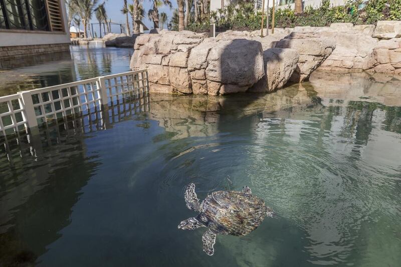 The turtle rehab staff in Dubai are expecting more turtles to be stranded on beaches in the next few weeks. Antonie Robertson / The National