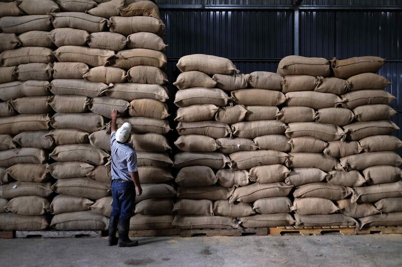 epa08069932 A man inspects coffee sacks in Zona de los Santos, Costa Rica, 12 December 2019 (issued 13 December 2019). Farmers in Zona de los Santos began the process of harvesting coffee beans. The laborers, mostly Panamanian and Nicaraguan indigenous, arrived in the country to work on the harvest that is estimated to last until March.  EPA/Jeffrey Arguedas