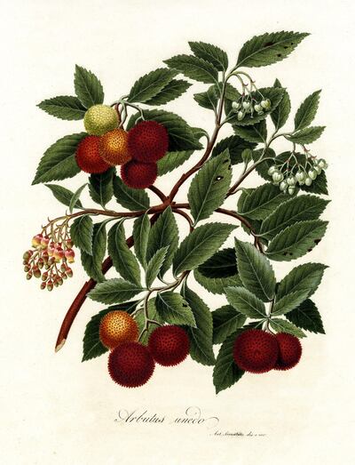 A sketch depicting arbutus unedo, or the strawberry tree. Courtesy Giulio Pietromarchi