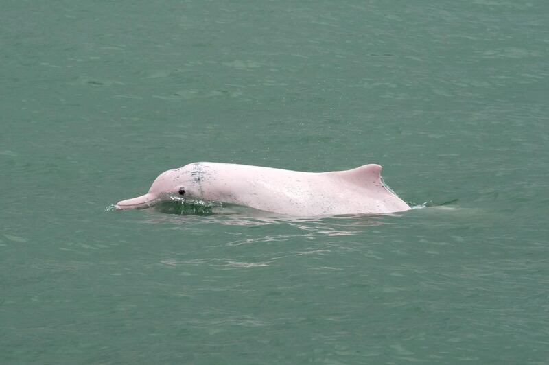 CBFK73 Indo-Pacific Humpback Dolphin (Sousa chinensis), surfacing. Hong Kong, Pearl River Delta.