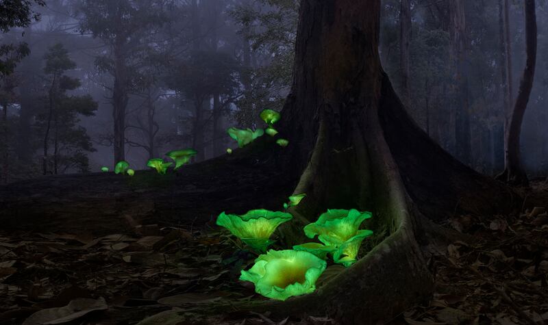 First Place, Plants and Fungi, Callie Chee, Australia. Bioluminescent mushrooms or 'ghost mushrooms'.