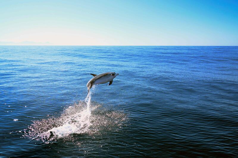 A dolphin leaps out of the water, off Niteroi, in Brazil's Rio de Janeiro state. AFP