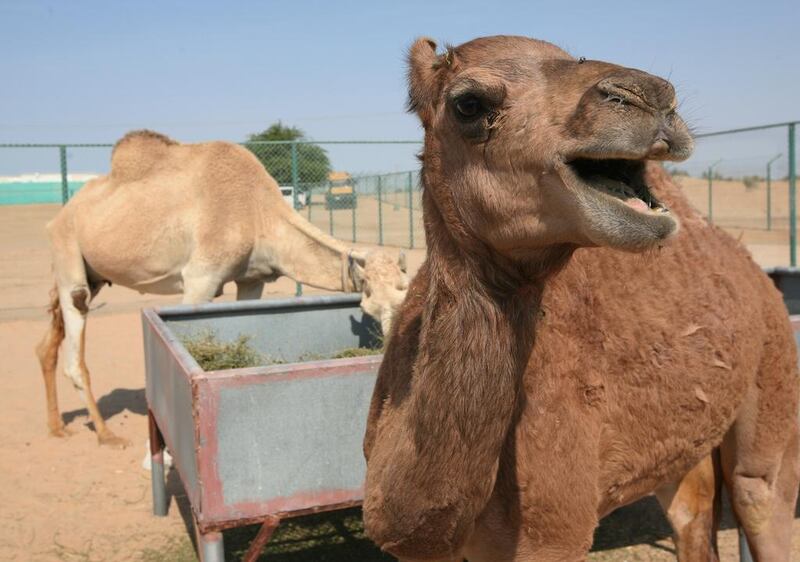 Injaz, the cloned camel, pictured here in December in 2009 at Camel Reproduction Centre in Al Awir Dubai, is pregnant. Paulo Vecina / The National