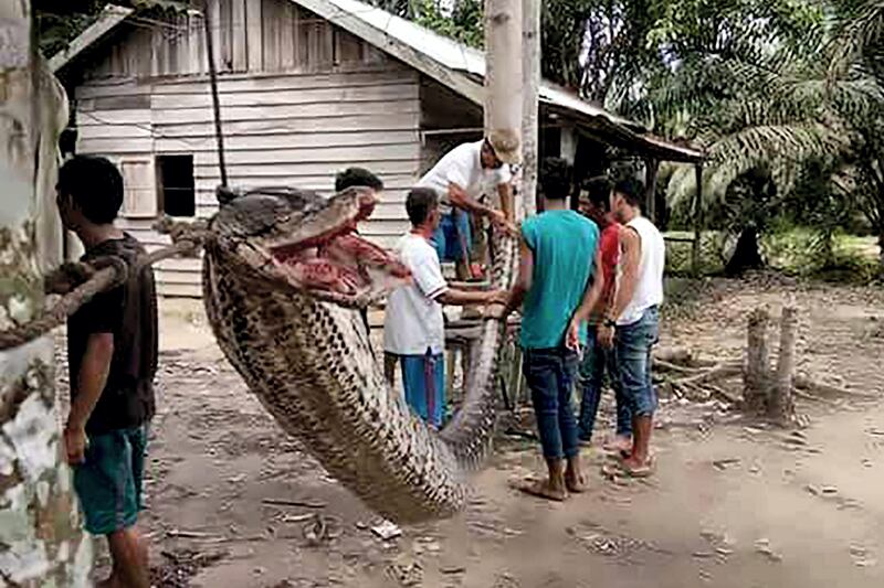 This handout picture taken on September 30, 2017 and released on October 4, 2017 by the Batang Gansal Police shows villagers beside a 7.8 metre (25.6 foot) long python which was killed after it attacked an Indonesian man, nearly severing his arm, in the remote Batang Gansal subdistrict of Sumatra island.
Hungry locals later killed the snake and displayed its carcass in the village before dicing it up, frying it and feasting on it.
 / AFP PHOTO / BATANG GANSAL POLICE / HANDOUT / RESTRICTED TO EDITORIAL USE - MANDATORY CREDIT "AFP PHOTO / BATANG GANSAL POLICE" - NO MARKETING NO ADVERTISING CAMPAIGNS - DISTRIBUTED AS A SERVICE TO CLIENTS == NO ARCHIVE