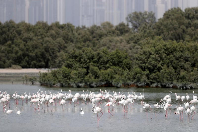 Dubai, United Arab Emirates - August 14, 2019: Standalone. Flamingos feed at Ras Al Khor wildlife sanctuary. Wednesday the 14th of August 2019. Dubai. Chris Whiteoak / The National